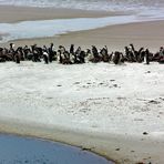 Penguins in Gypsy Cove