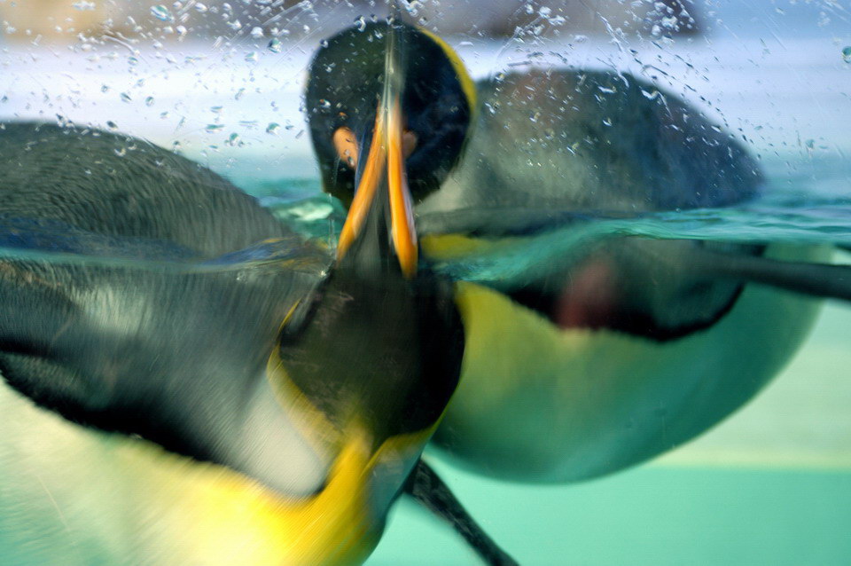 Penguins in motion