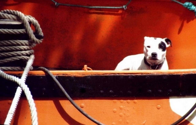 Péniche...De chien.