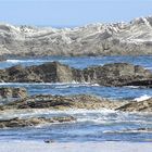 PENINSULA SEAL COLONY - KAIKOURA