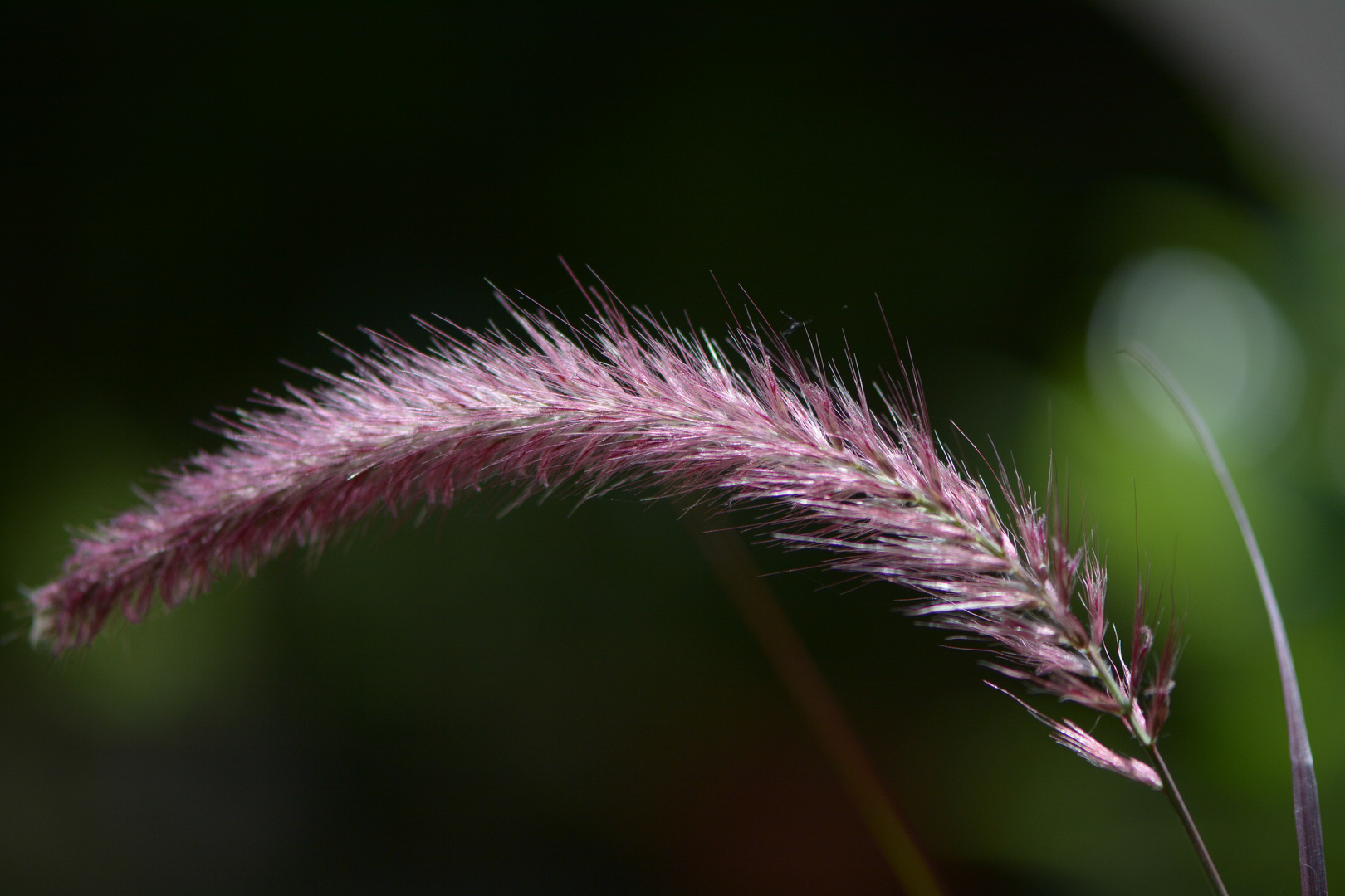 penisetum rubrum