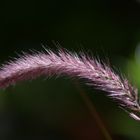 penisetum rubrum