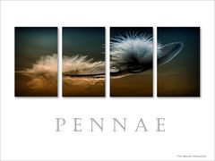 Pennae ....