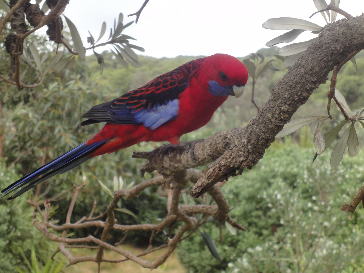 Pennantsittig Edelpapagei ( Australien )