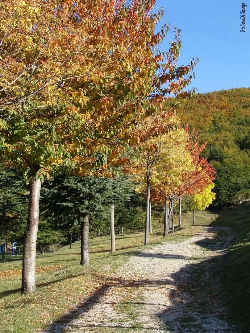 PENNELLATE D'AUTunno