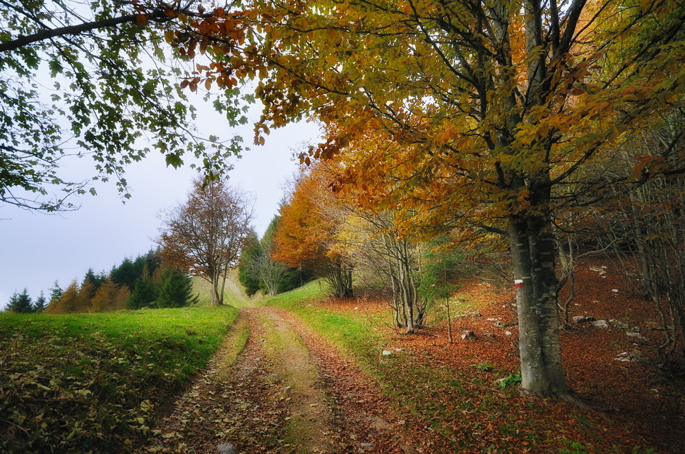 pennellate d'autunno