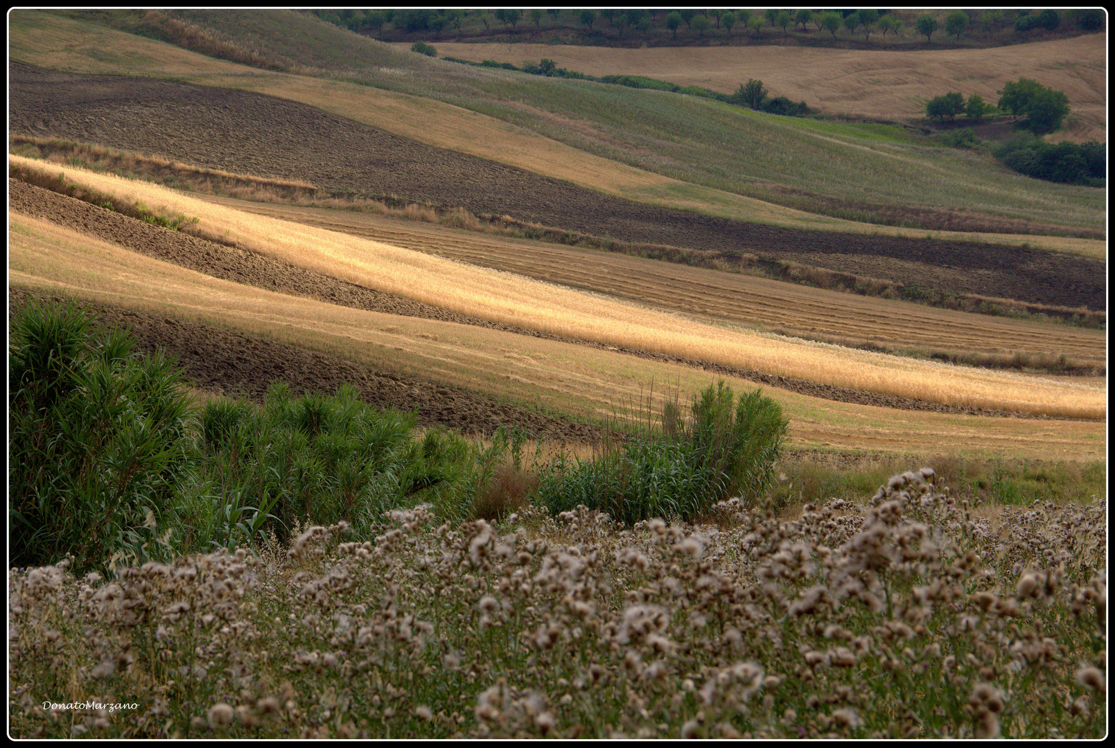 Pennellate di colore