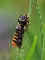 Pennisetia bohemica