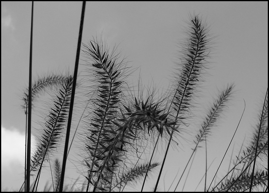 Pennisetum