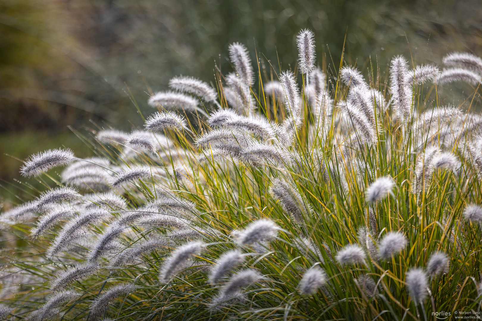 pennisetum alopecuroides