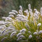 pennisetum alopecuroides