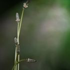 Pennisetum alopecuroides