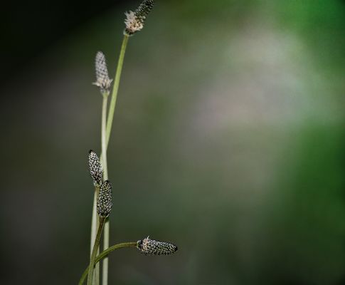 Pennisetum alopecuroides