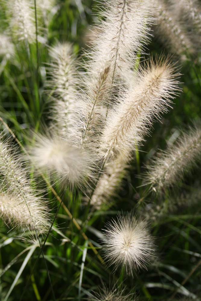 pennisetum