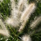 pennisetum