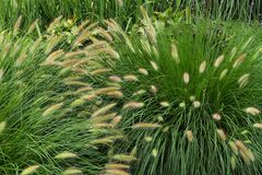 Pennisetum (Lampenputzergras) Insel Mainau