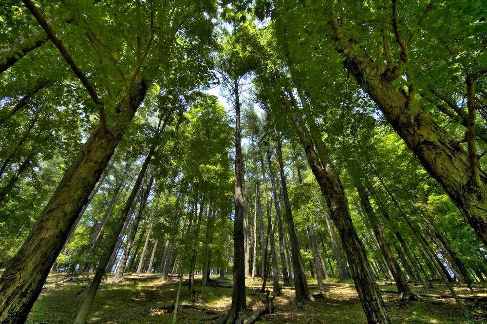 Pennsylvania Forest