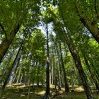 Pennsylvania Forest