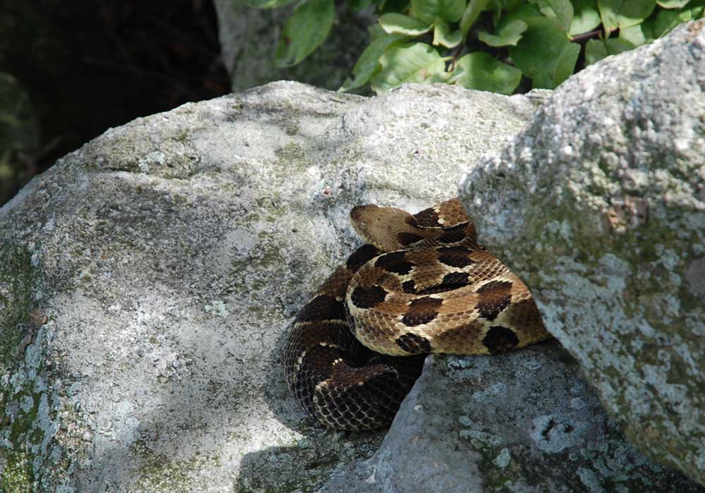 Pennsylvania Timber Rattlesnake