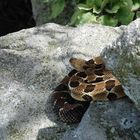 Pennsylvania Timber Rattlesnake