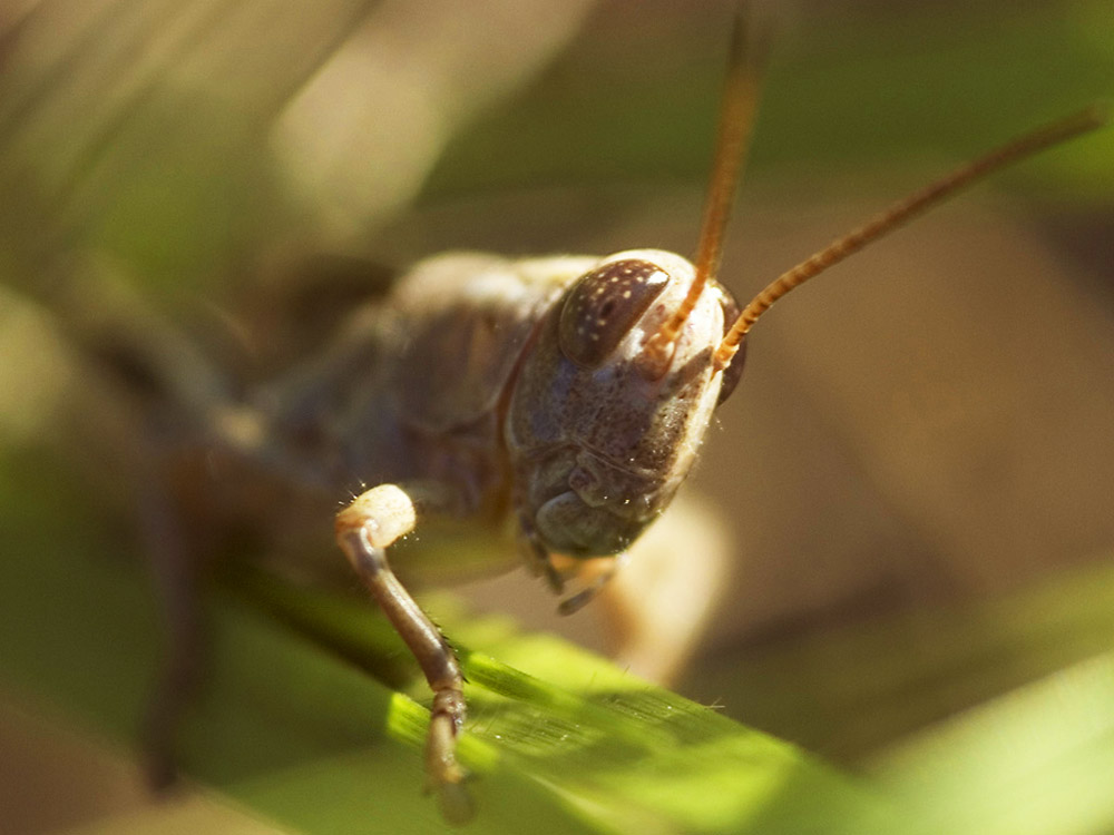 Pennsylvania Wilds Grasshopper