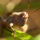 Pennsylvania Wilds Grasshopper