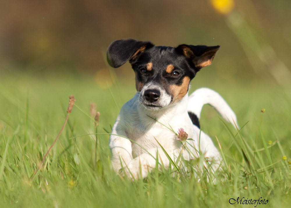 Penny Jack Russel 4 Monate