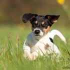 Penny Jack Russel 4 Monate