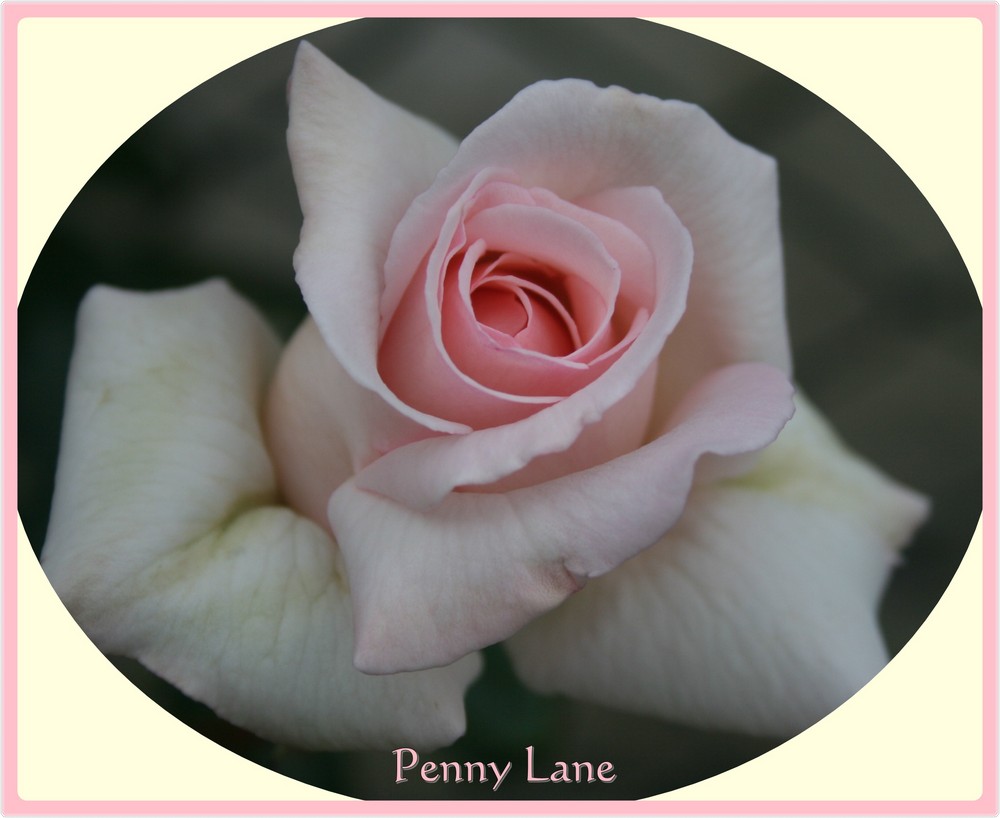 "Penny Lane is in my ears and in my eyes" Rose Penny Lane
