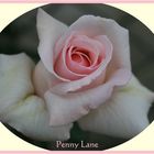 "Penny Lane is in my ears and in my eyes" Rose Penny Lane