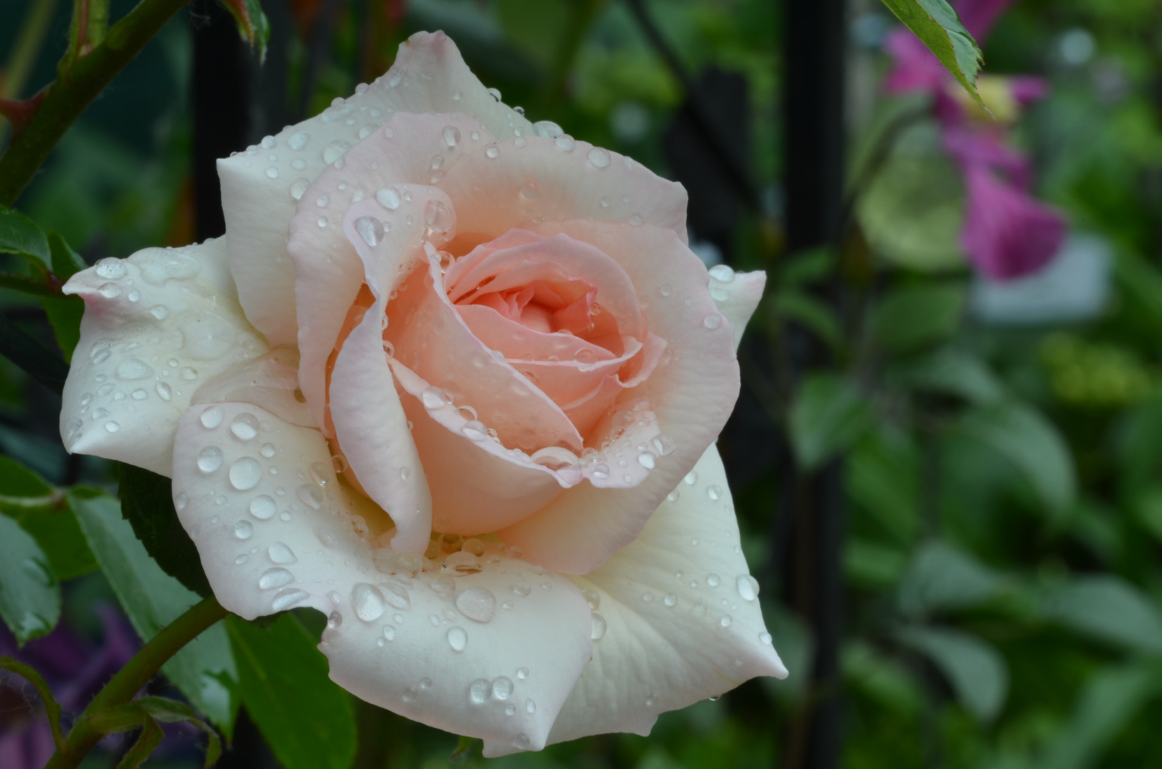 Penny Lane nach dem Regen