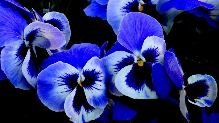 Pensamientos....en una tarde de paseo.