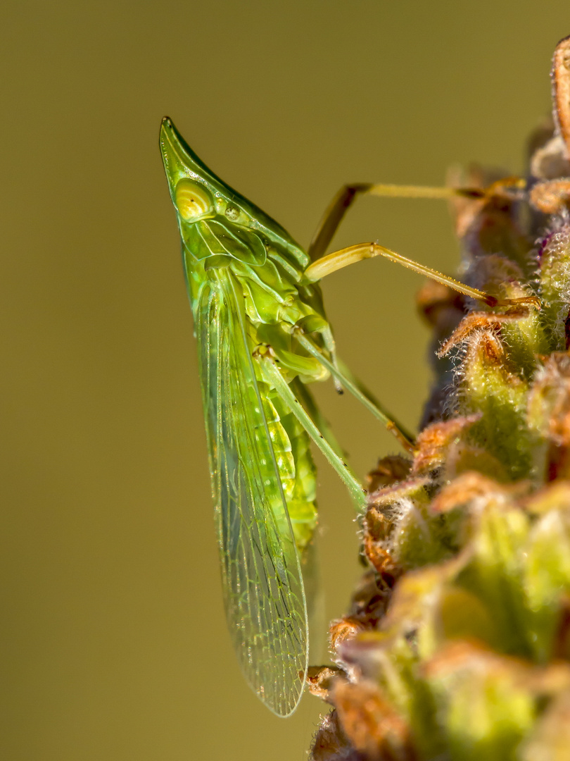 Pensando en verde. 