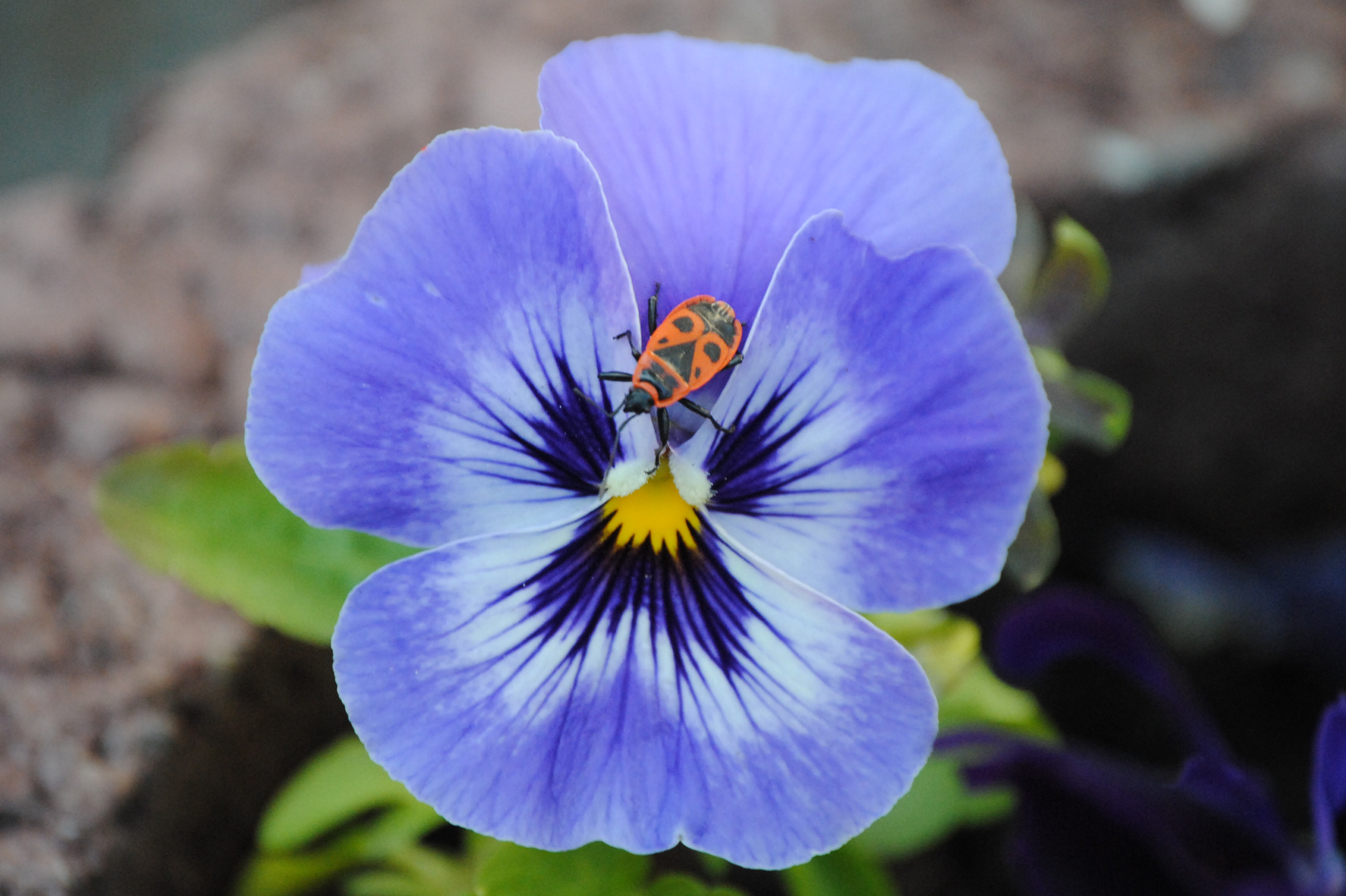 Pensée bleu photo et image | fleurs, mon album, nature Images fotocommunity