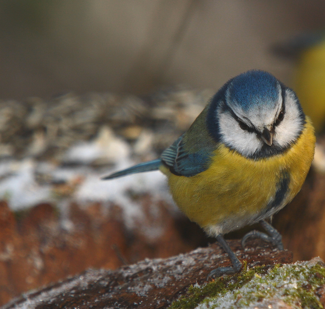 pensée bleue