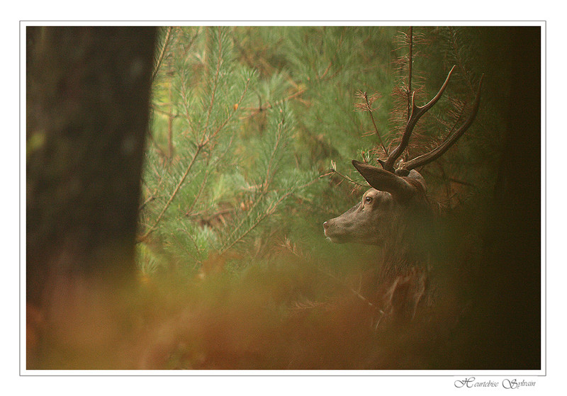 pensée du cerf