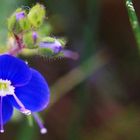 pensée .... pour qui !!! pour tous ceux qui aiment la nature