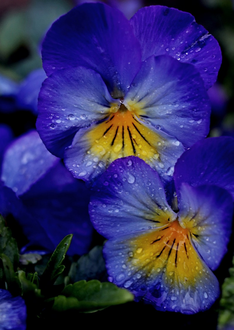 Pensées bleues