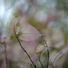 Pensées d'automne