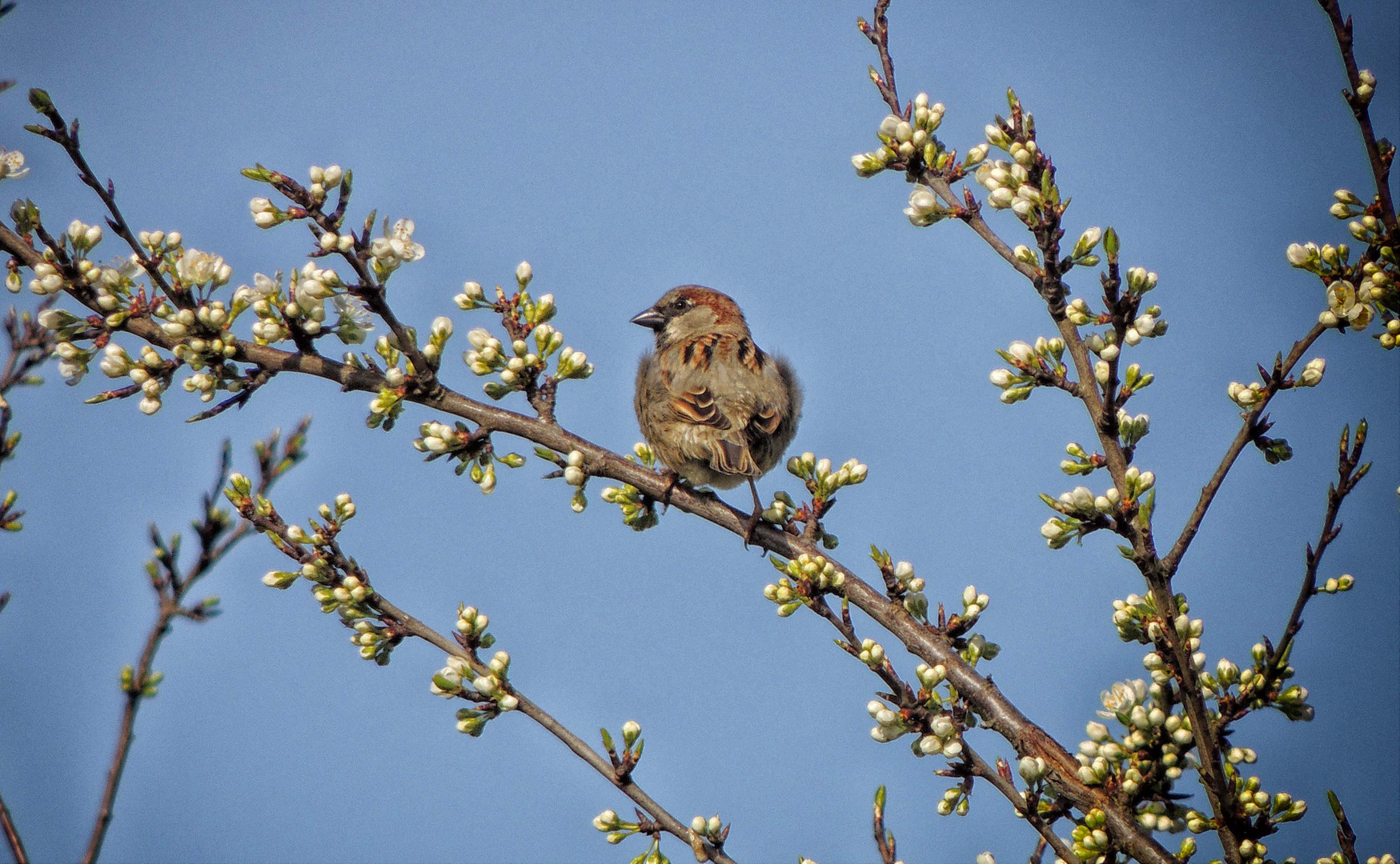 Pensées d'un moineau 