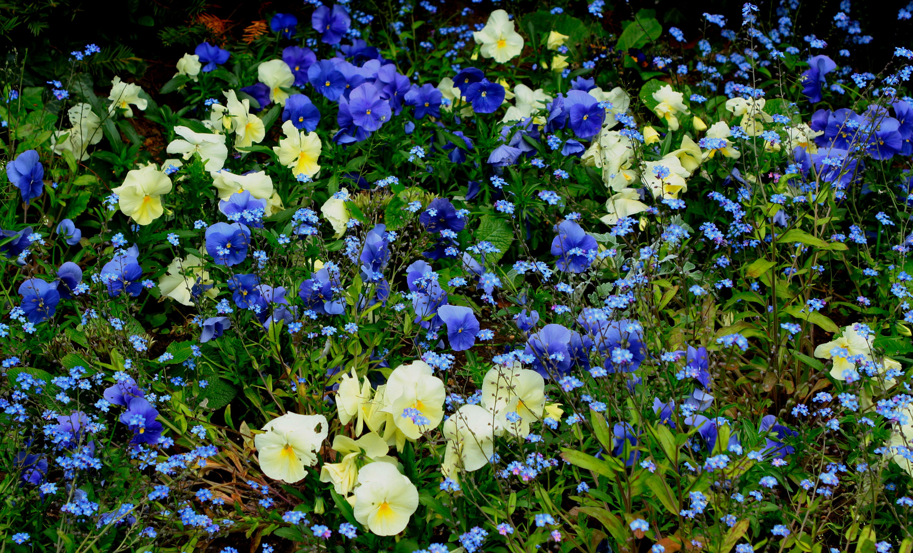 pensées sur un canapé de myosotis