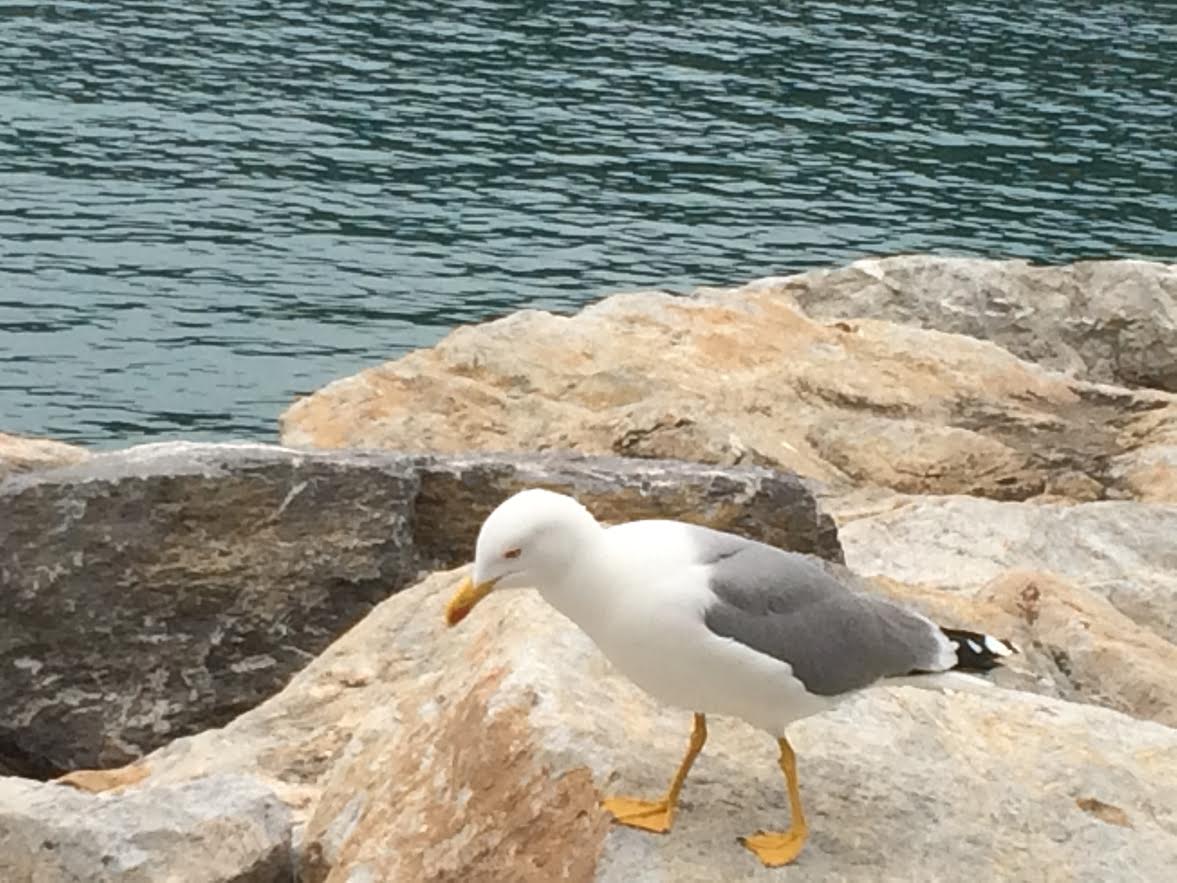 Pensieri davanti al mare 