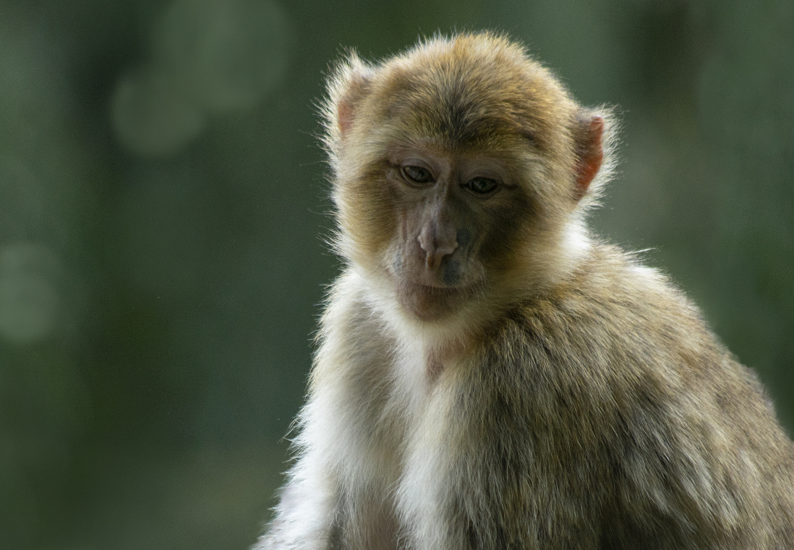 Pensif ! (Macaca sylvanus, macaque de Barbarie)