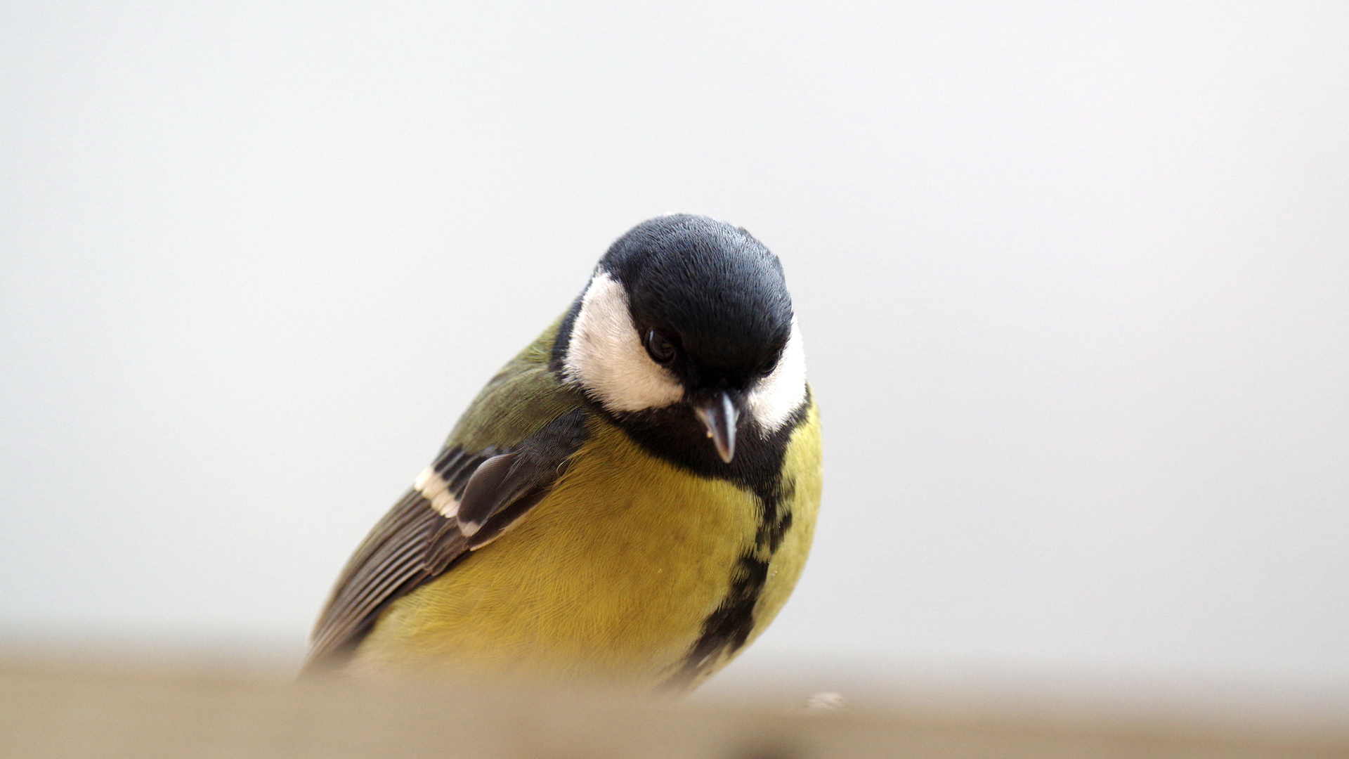 Pensive birdie