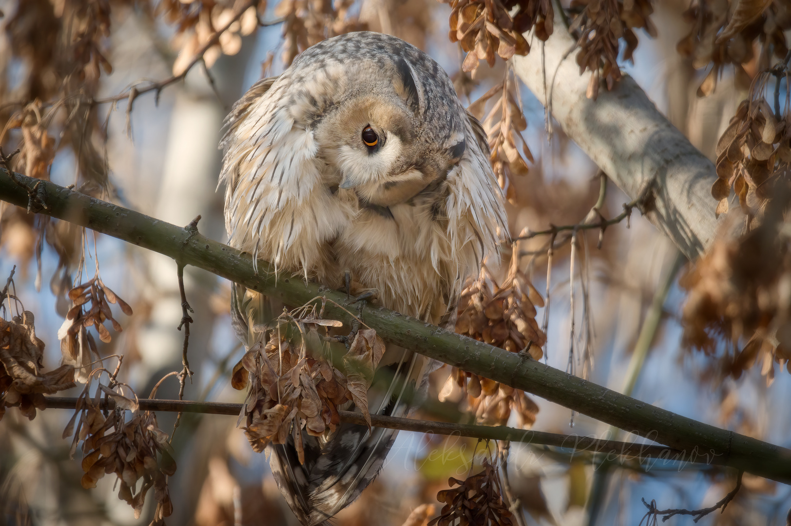 Pensive owl