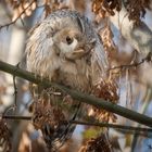 Pensive owl
