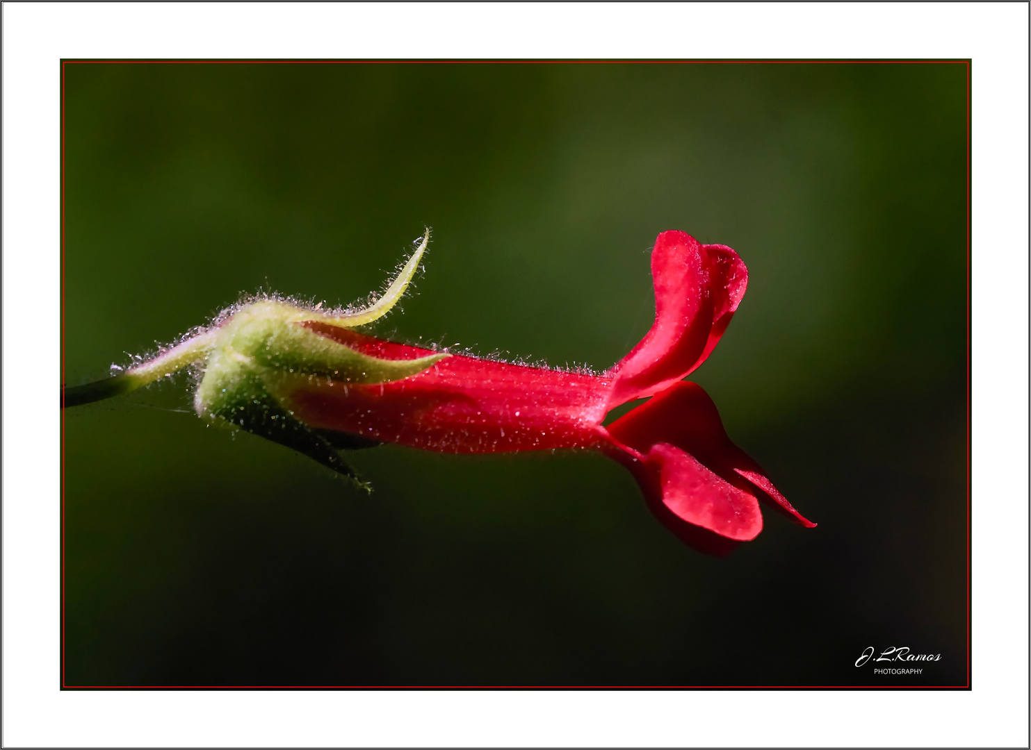 PENSTEMON BACCHARIFOLIUS 