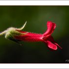 PENSTEMON BACCHARIFOLIUS 