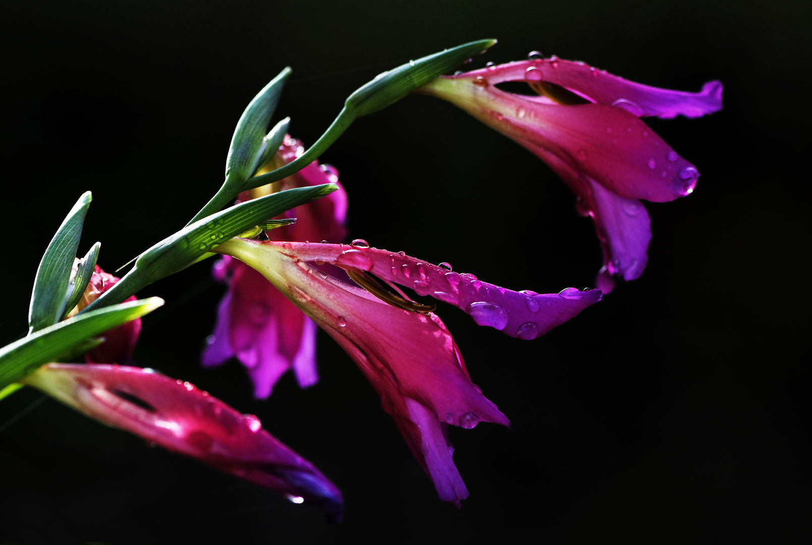 Penstemons