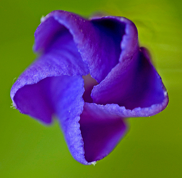 Pentágono floral.